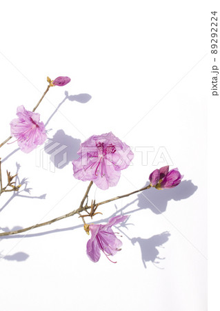 植物 花 ツツジ 89292224