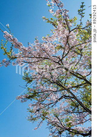 Cherry blossom in Alishan National Forest Recreation Area 89292415