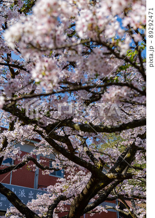 Cherry blossom in Alishan National Forest Recreation Area 89292471