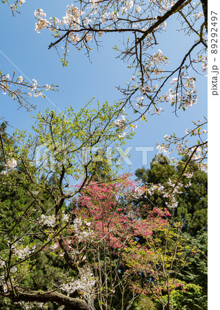 Cherry blossom in Alishan National Forest Recreation Area 89292497