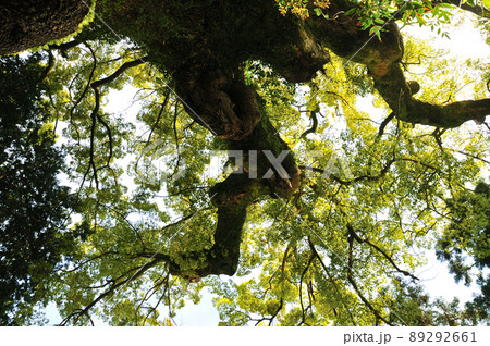 樹齢千年の大クス 樹齢千年の大クス 89292661