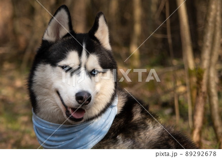 Husky portrait. A dog with blue eyes and a blue scarf. Husky in the forest. Dog muzzle close-up. There is space for text 89292678