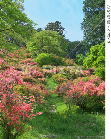 あわの城山公園 鹿沼 4月 あわの城山公園 鹿沼 4月 89293077