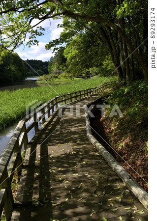 初夏の森林浴イメージ　茨城　七つ洞公園の遊歩道 89293174