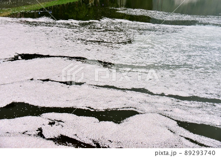 水面を彩る花筏 89293740