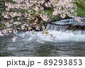 桜散る観音寺川の流れ 89293853