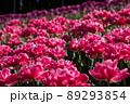 チューリップの花畑① 89293854