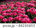チューリップの花畑② 89293855