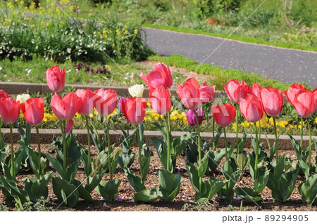 日本の春の公園に咲く色とりどりのチューリップの花 日本の春の公園に咲く色とりどりのチューリップの花 89294905