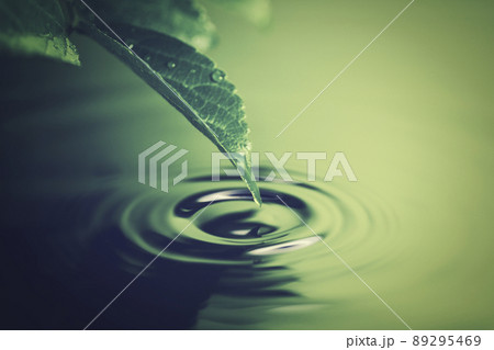 葉から流れる雫と水面の波紋 89295469