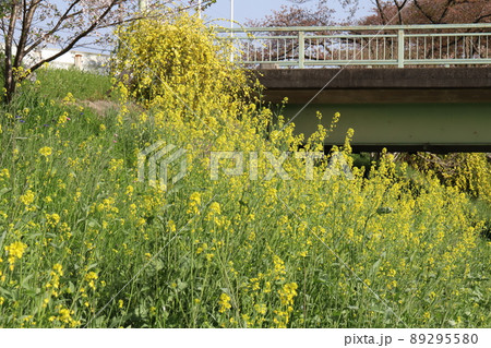 日本の春の公園に咲く黄色い菜の花とオウバイの花 日本の春の公園に咲く黄色い菜の花とオウバイの花 89295580