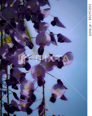 太陽の光に透ける藤の花びら 89295994