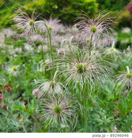 オキナグサ 春の花 花畑 89296046