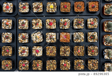 Cactus in pot 89296365