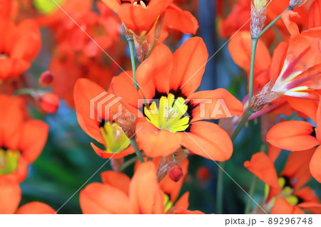 スパラキシス スパラキシス 89296748