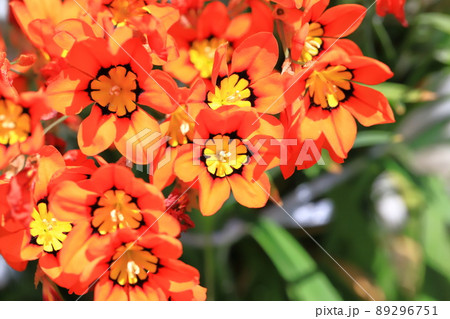 スパラキシス 89296751