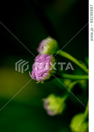 花弁が展開前の春紫苑 (ハルジオン) 89296887