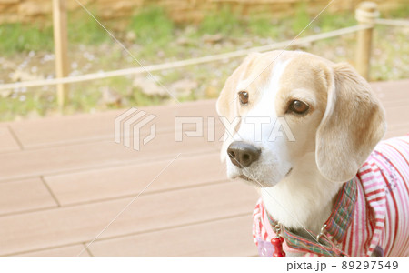 お散歩休憩のビーグル犬 お散歩休憩のビーグル犬 89297549