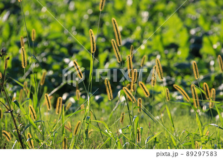逆光に光る雑草の穂 逆光に光る雑草の穂 89297583