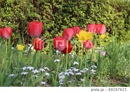 日本の春の公園に咲く色とりどりのチューリップの花と白いハナニラの花 89297625