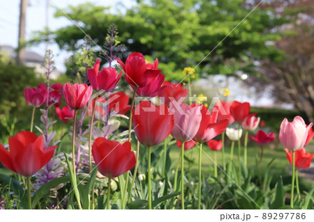 日本の春の公園に咲く色とりどりのチューリップの花 89297786