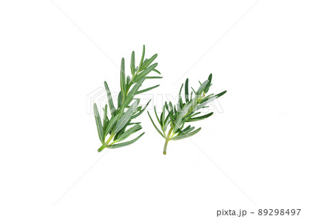 Fresh green rosemary isolated on a white background. 89298497