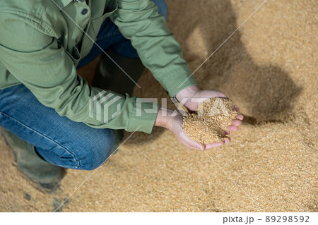 Hands of farmer holding handful of soybean husk 89298592