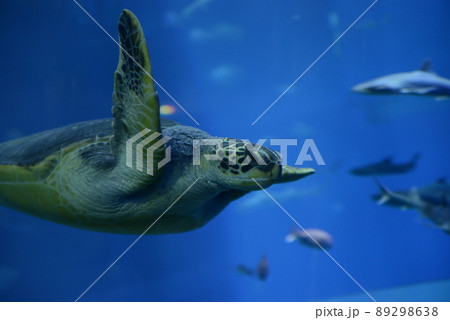 水槽で泳ぐウミガメ 水槽で泳ぐウミガメ 89298638
