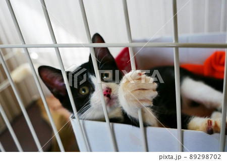 ケージの格子を見つめている仔猫（焦点は猫の目線先の格子） 89298702