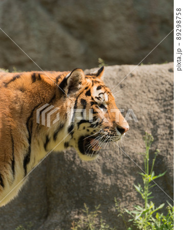 アムールトラの母の横顔 89298758