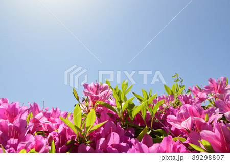 ツツジと青空 89298807