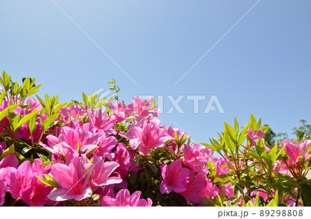 ツツジと青空 89298808