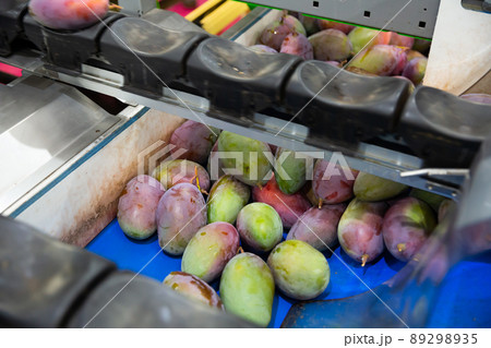 Fresh tropical fruit mango in crates after packaging in warehouse Fresh tropical fruit mango in crates after packaging in warehouse 89298935