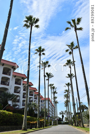 南国のようなリビエラ逗子マリーナ 89299081