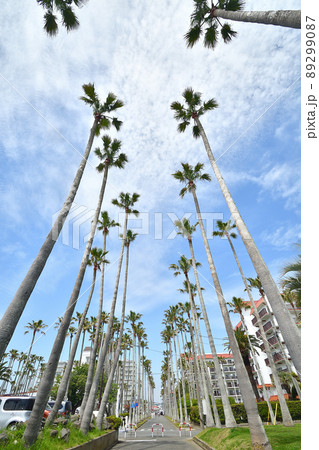 南国のようなリビエラ逗子マリーナ 89299087