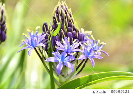 オオツルボの花 89299121