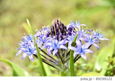 オオツルボの花 オオツルボの花 89299122