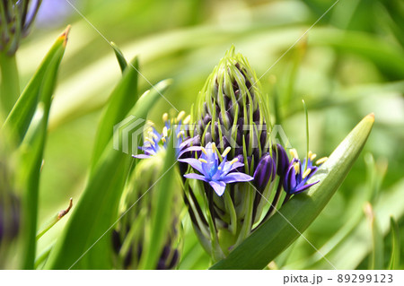 オオツルボの花 89299123