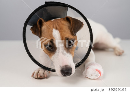 Jack Russell Terrier dog with a bandaged paw in a cone collar. Jack Russell Terrier dog with a bandaged paw in a cone collar. 89299165