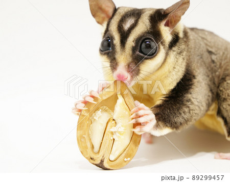 クルミを持つフクロモモンガ クルミを持つフクロモモンガ 89299457