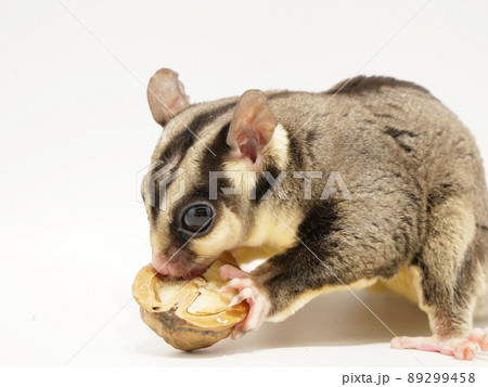 クルミを食べるフクロモモンガ クルミを食べるフクロモモンガ 89299458