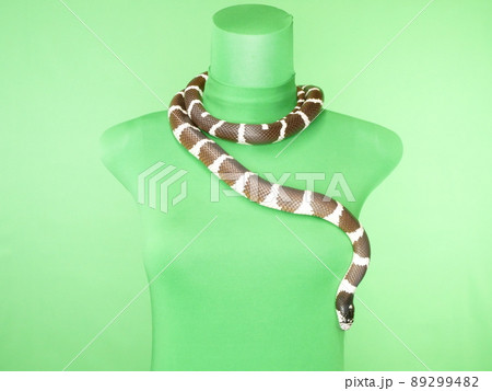 体を這う白黒のカリフォルニアキングスネーク 89299482