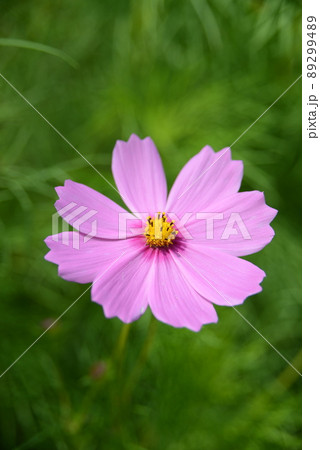 真上から見たコスモスの写真素材 [89299489] - PIXTA