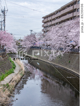 大岡川の桜風景 89299496