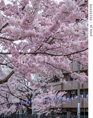 大岡川の桜風景 89299498