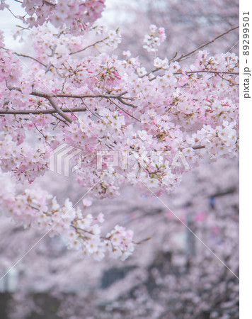 大岡川の桜風景 89299501