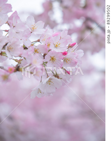 大岡川の桜風景 89299502