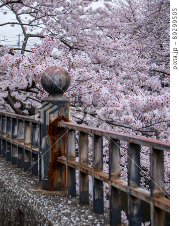 大岡川の桜風景 89299505