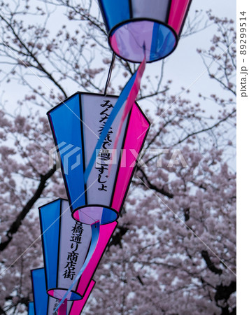 大岡川の桜風景 89299514