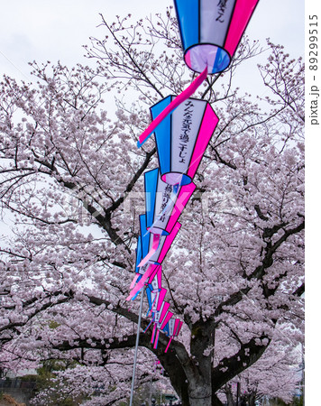 大岡川の桜風景 89299515